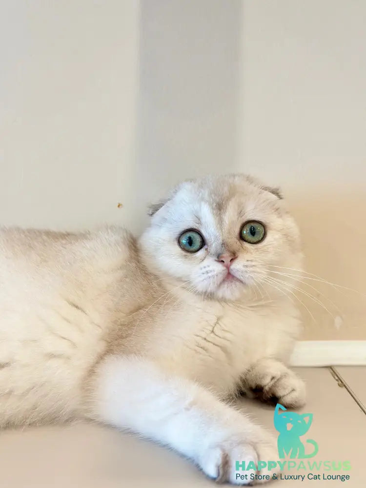 Eva Scottish Fold female black golden chinchilla - live animals