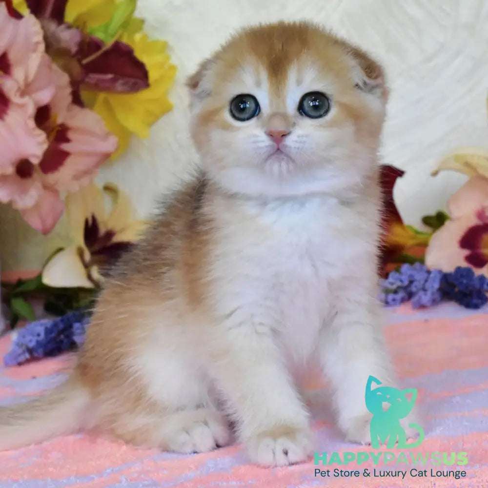 Eva Scottish Fold female black golden chinchilla - live animals