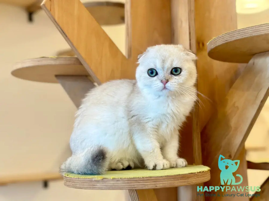 Eva Scottish Fold female black golden pointed - live animals