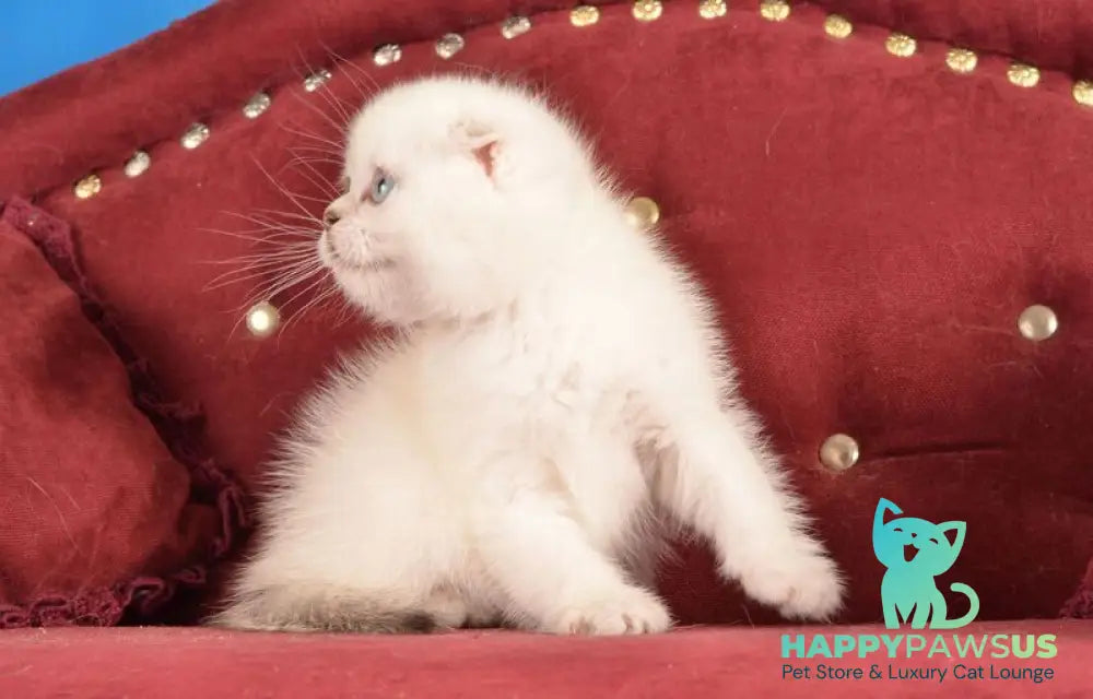 Eva Scottish Fold female black golden shaded pointed live animals