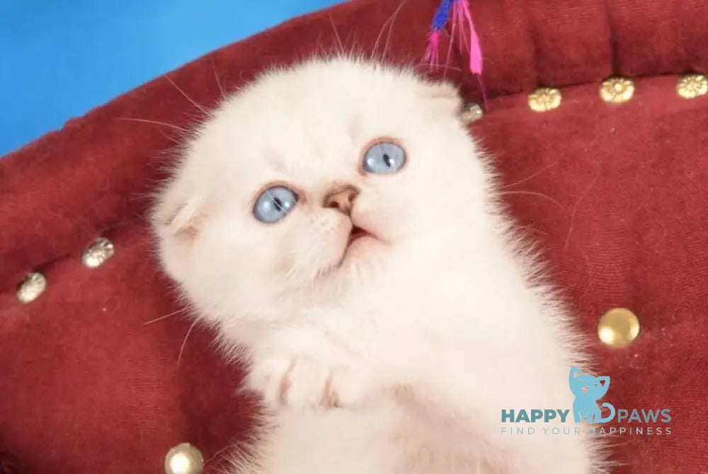 Eva Scottish Fold female black golden shaded pointed live animals
