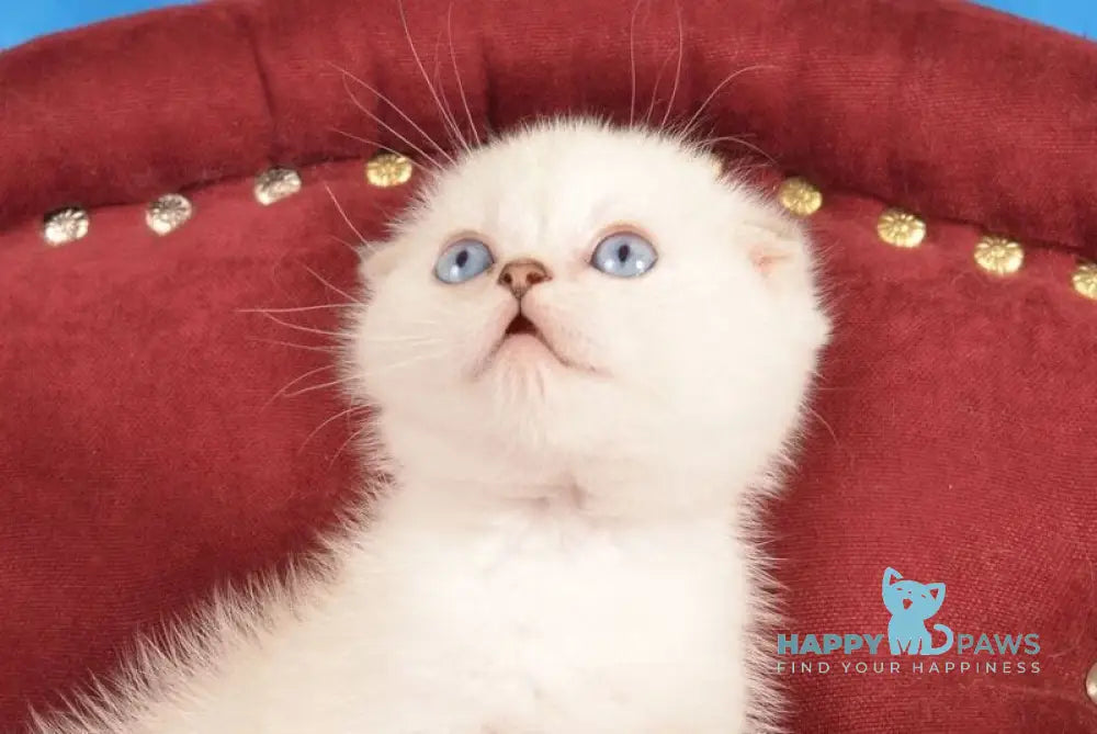 Eva Scottish Fold female black golden shaded pointed live animals
