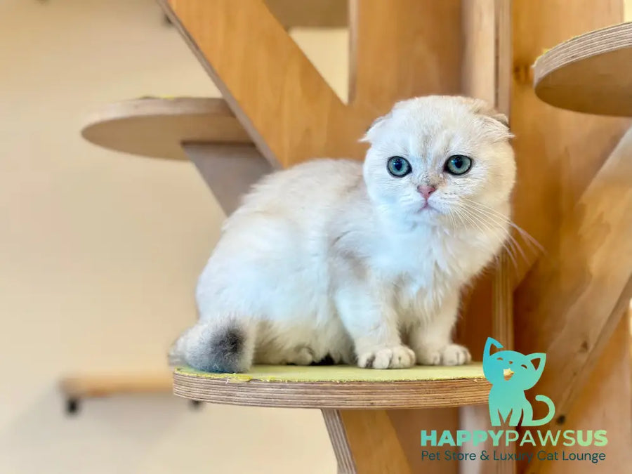 Eva Scottish Fold female black golden pointed - live animals