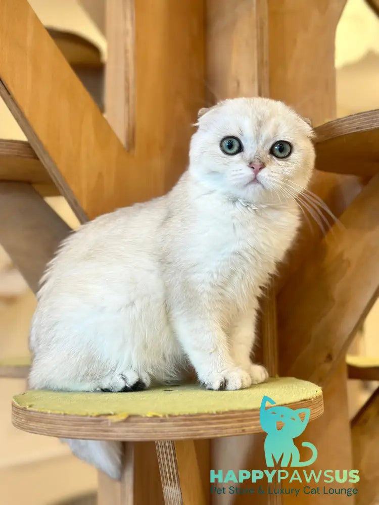 Eva Scottish Fold female black golden pointed - live animals