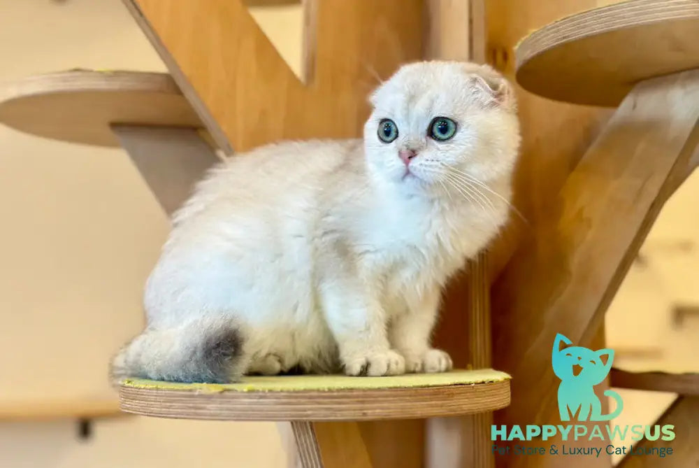 Eva Scottish Fold female black golden pointed - live animals
