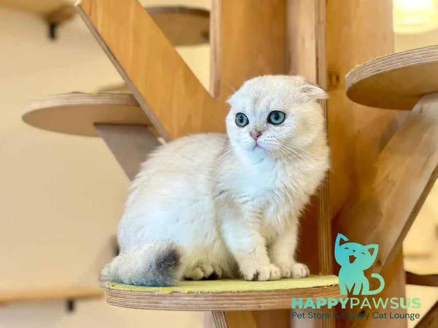 Eva Scottish Fold female black golden pointed - live animals