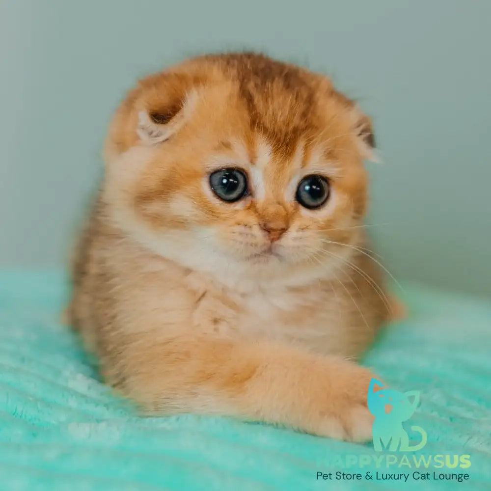 Eva Scottish Fold female black golden ticked tabby - live animals