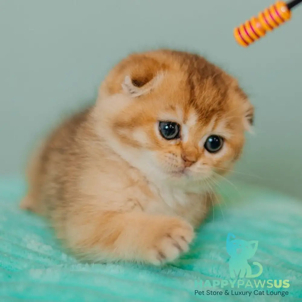 Eva Scottish Fold female black golden ticked tabby - live animals