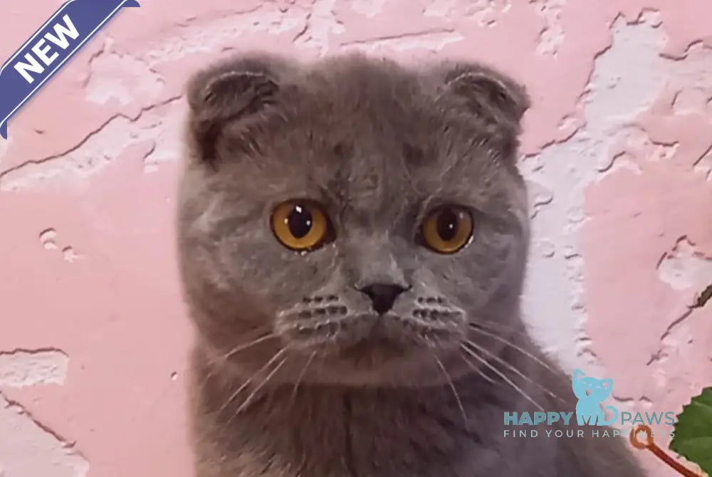 Eva Scottish Fold female blue live animals