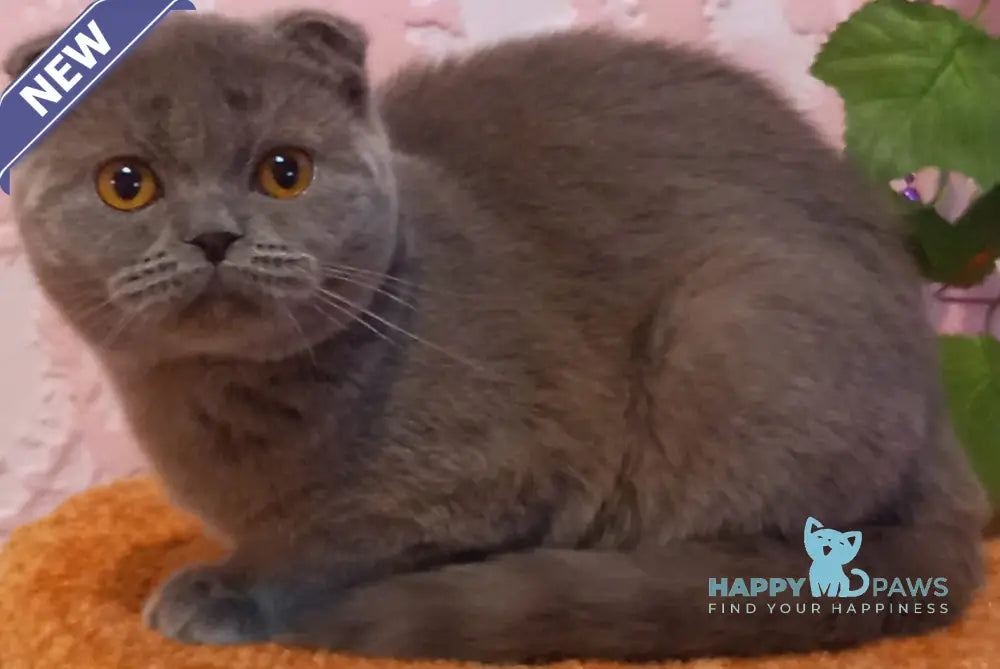 Eva Scottish Fold female blue live animals