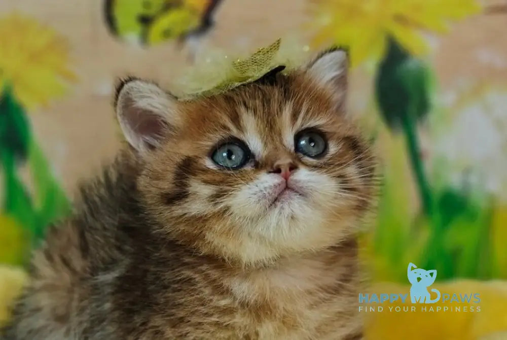 Eva Scottish Straight female black golden spotted tabby live animals