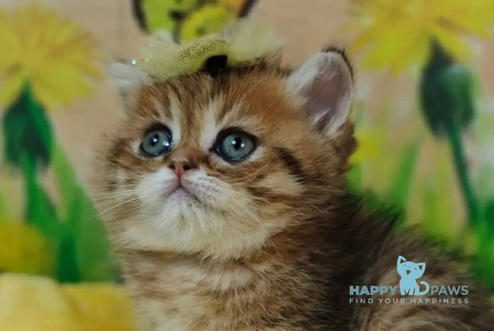 Eva Scottish Straight female black golden spotted tabby live animals