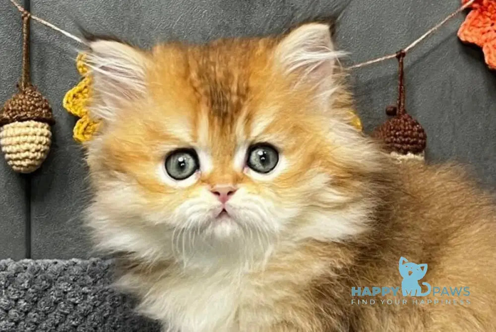 Eva Scottish Straight female black golden ticked tabby live animals