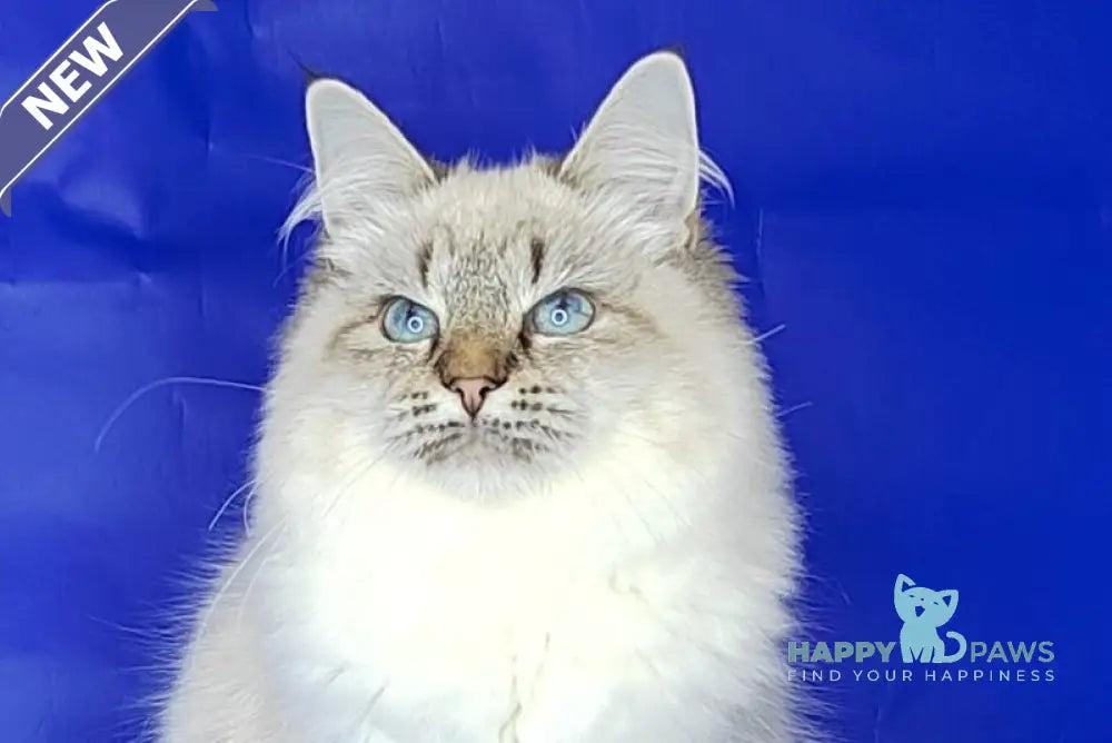 Eva Siberian female black tabby pointed live animals