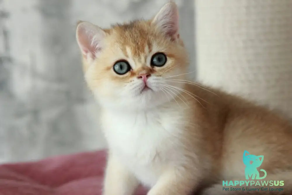 Evan British Shorthair male black golden shaded - live animals