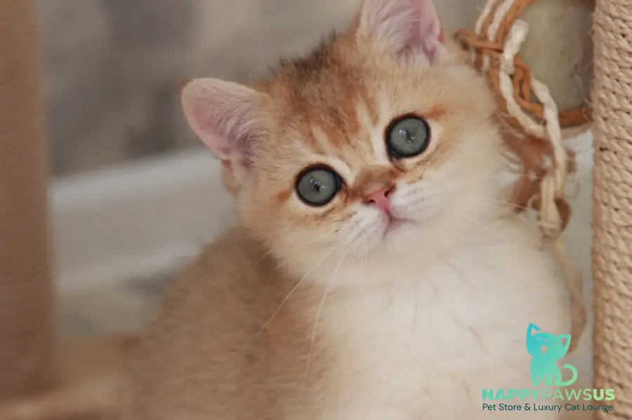 Evan British Shorthair male black golden shaded - live animals