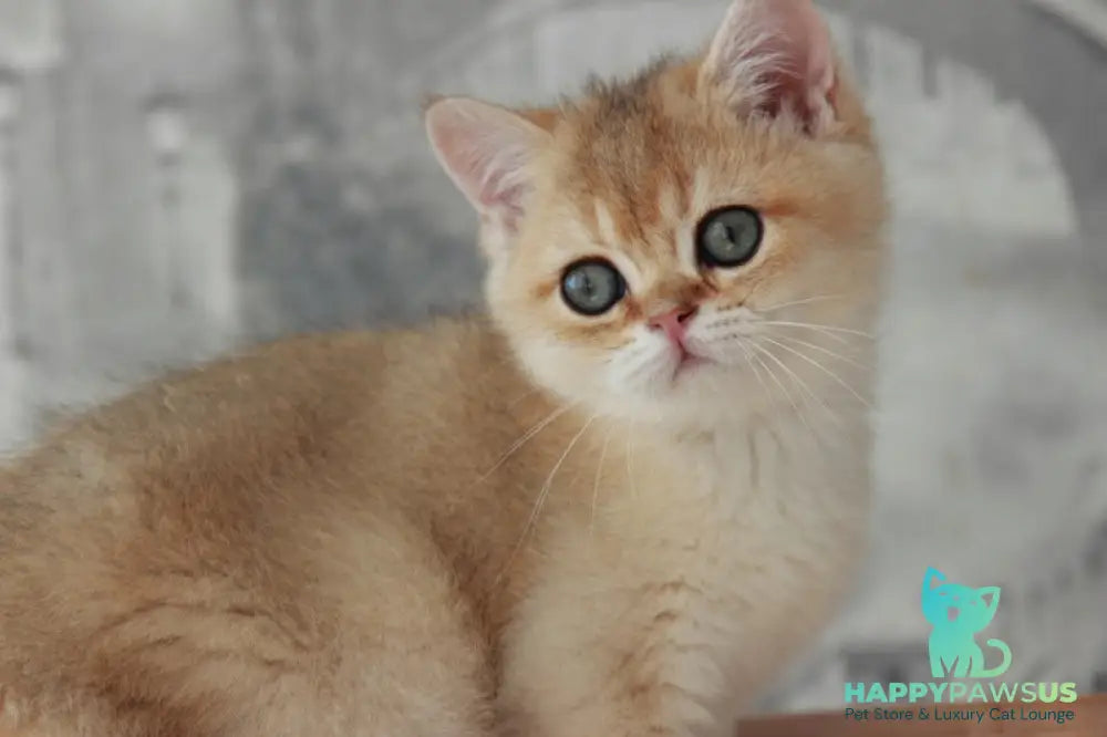 Evan British Shorthair male black golden shaded - live animals