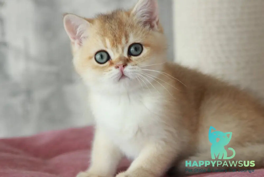 Evan British Shorthair male black golden shaded - live animals