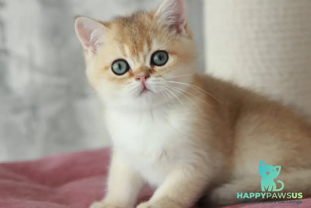 Evan British Shorthair male black golden shaded - live animals