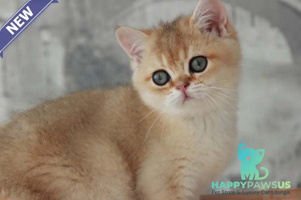 Evan British Shorthair male black golden shaded - live animals