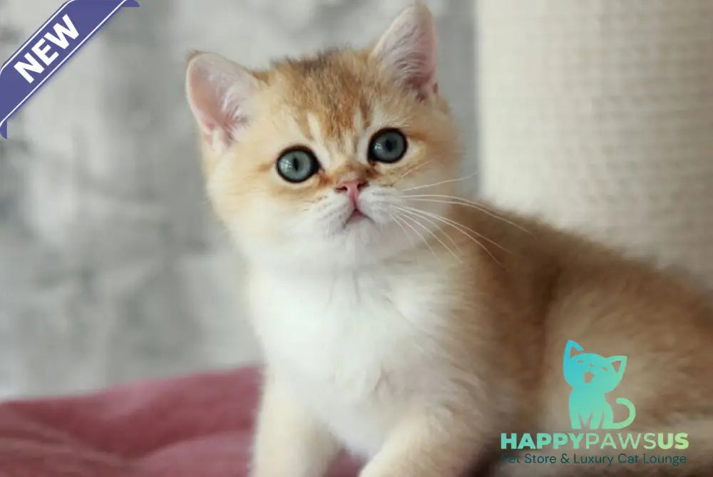 Evan British Shorthair male black golden shaded - live animals
