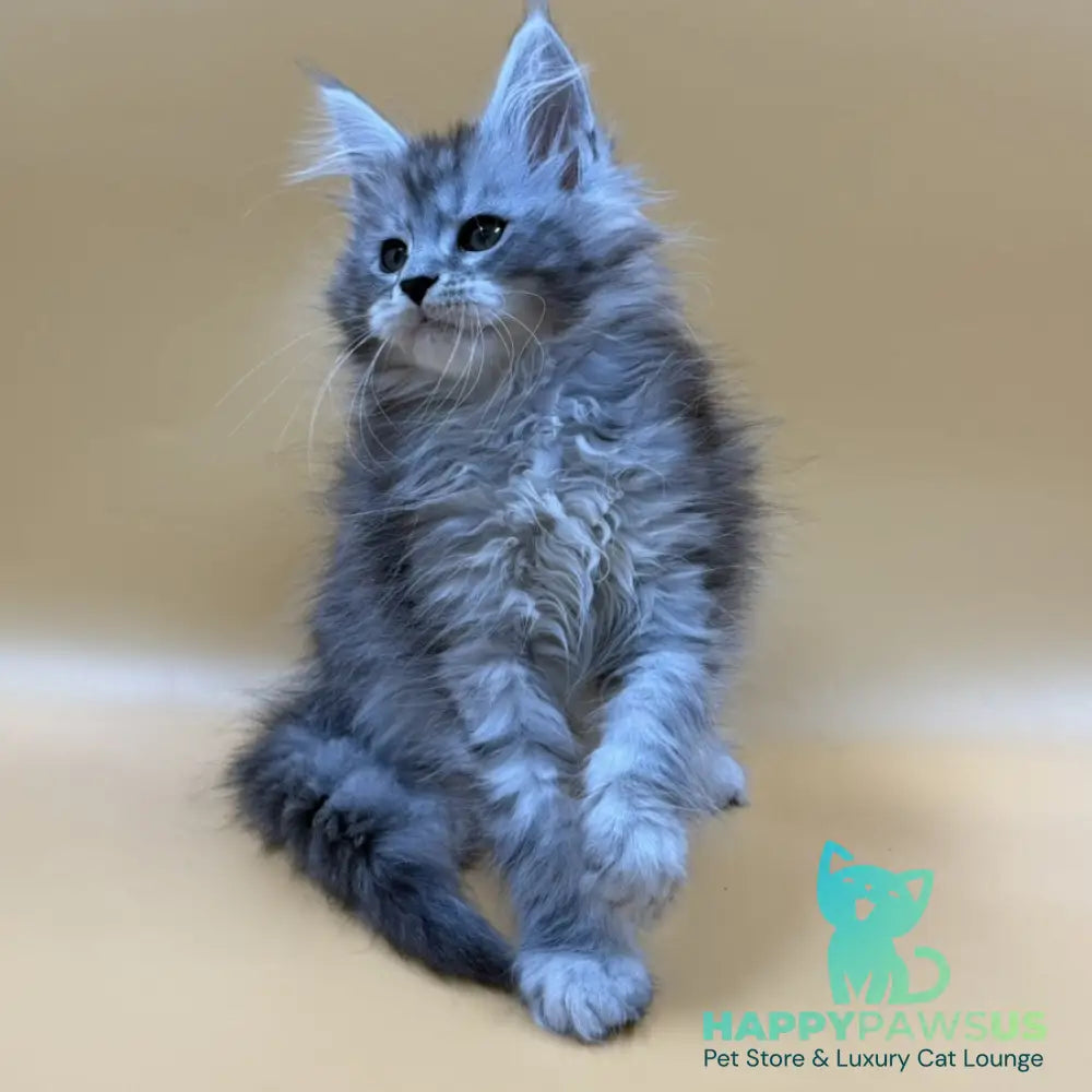 Evan Maine Coon male black silver tabby - live animals