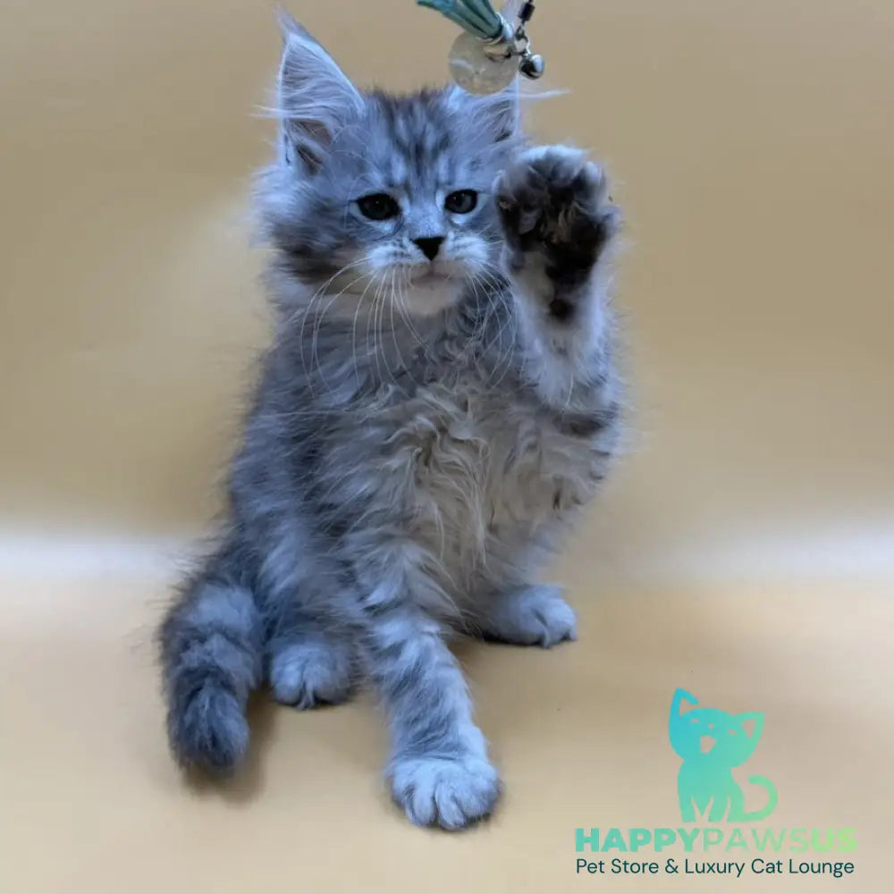 Evan Maine Coon male black silver tabby - live animals