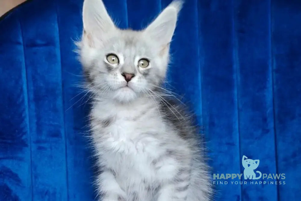 Evan Maine Coon male black silver tabby live animals