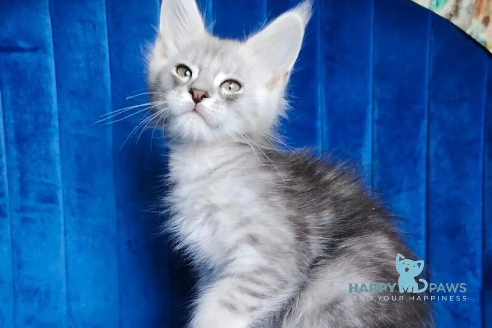 Evan Maine Coon male black silver tabby live animals
