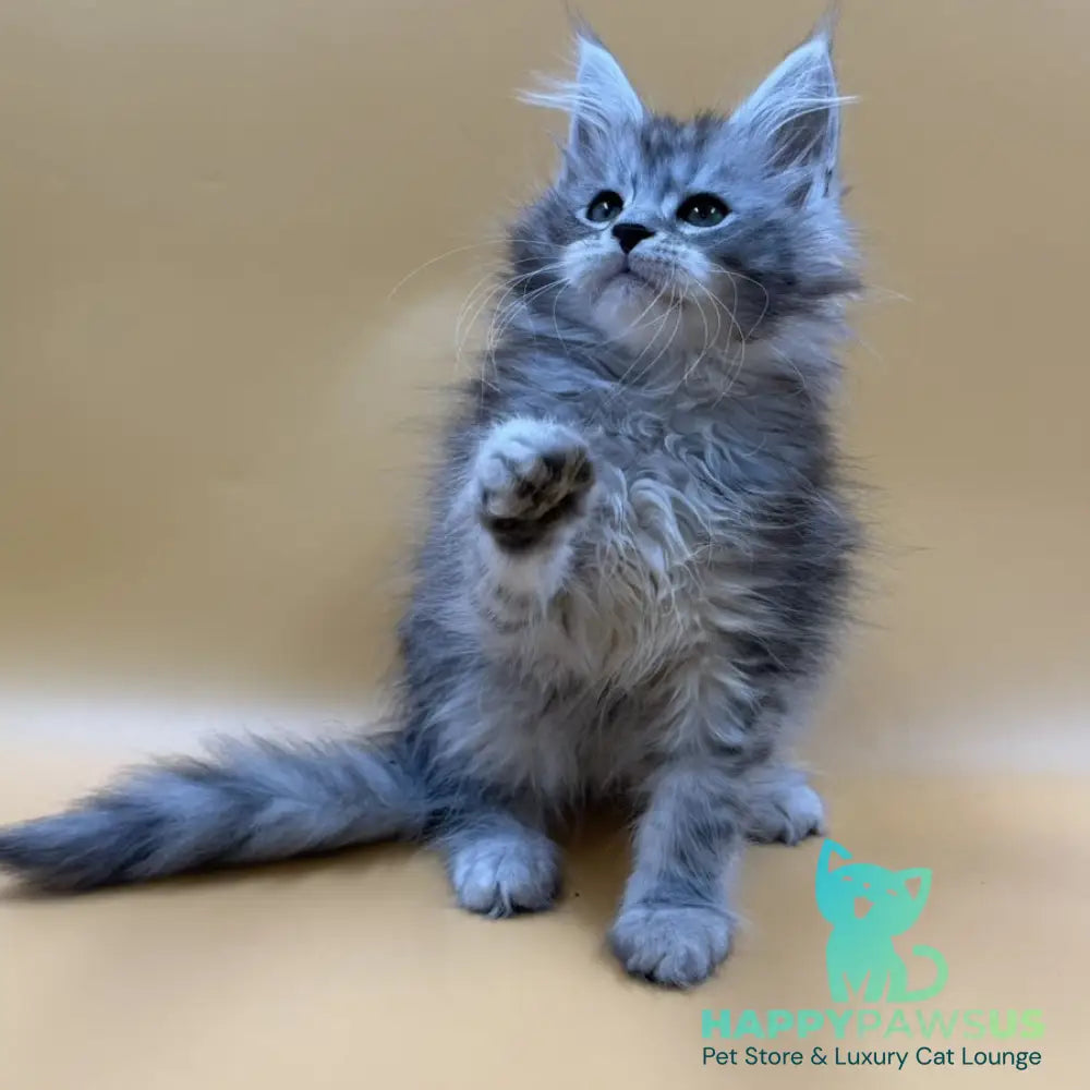 Evan Maine Coon male black silver tabby - live animals