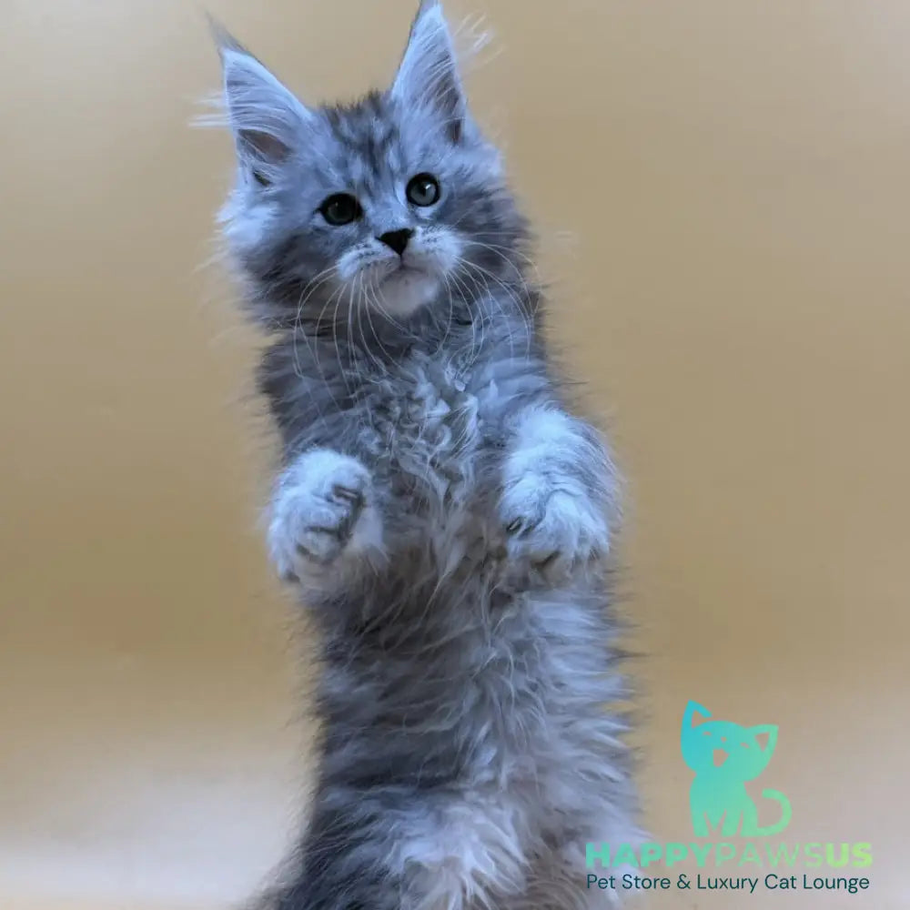 Evan Maine Coon male black silver tabby - live animals