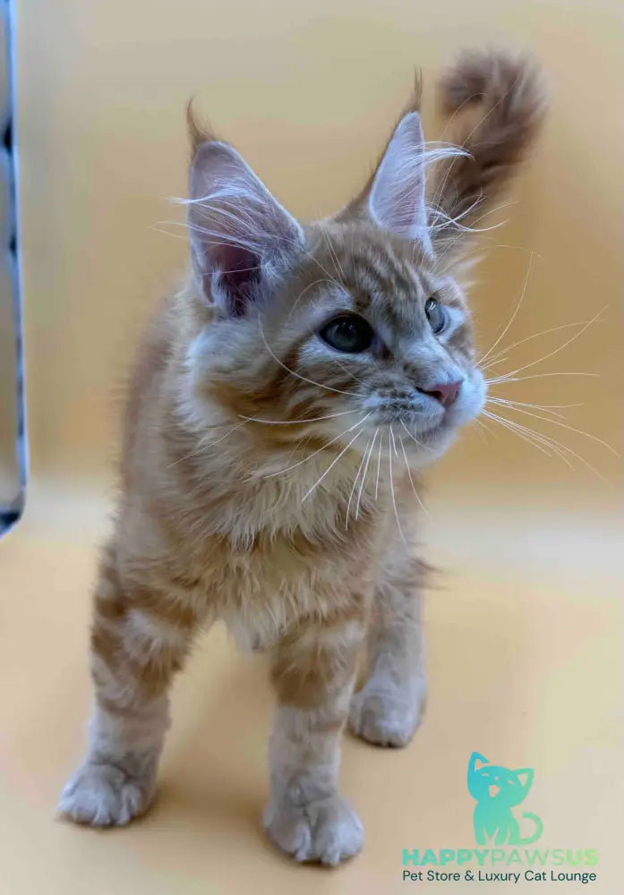Evan Maine Coon male red tabby - live animals