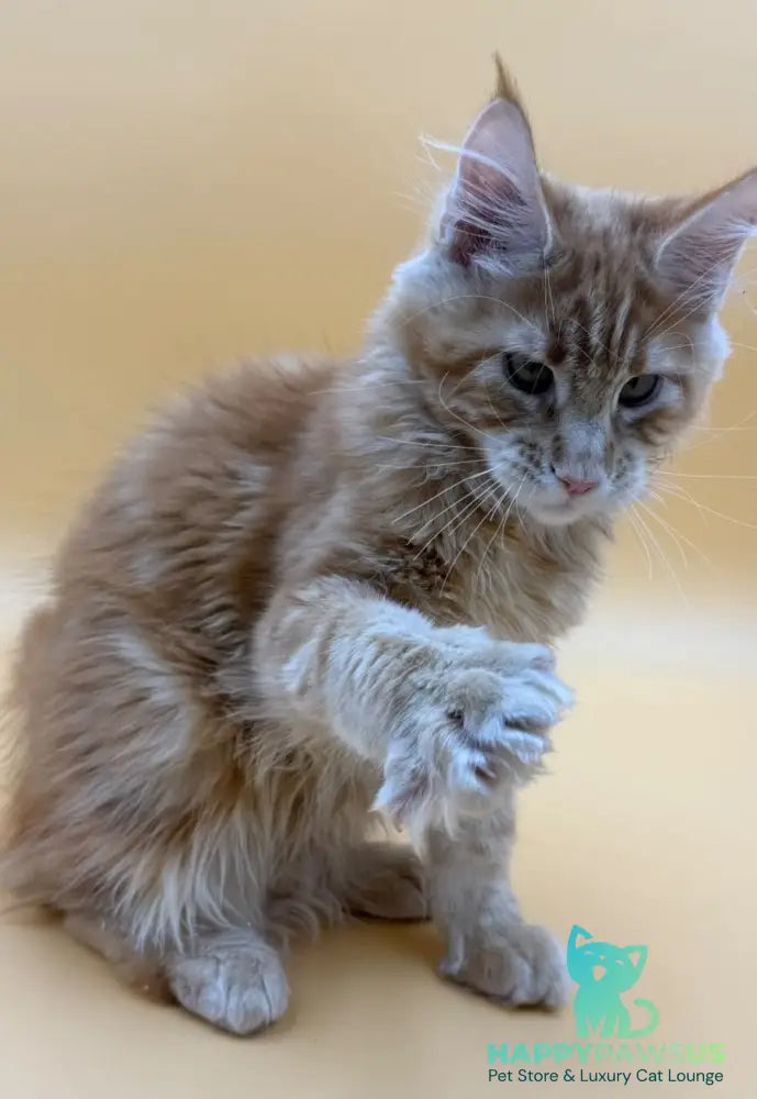 Evan Maine Coon male red tabby - live animals