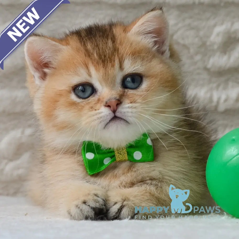 Evan Munchkin male black golden ticked tabby - live animals