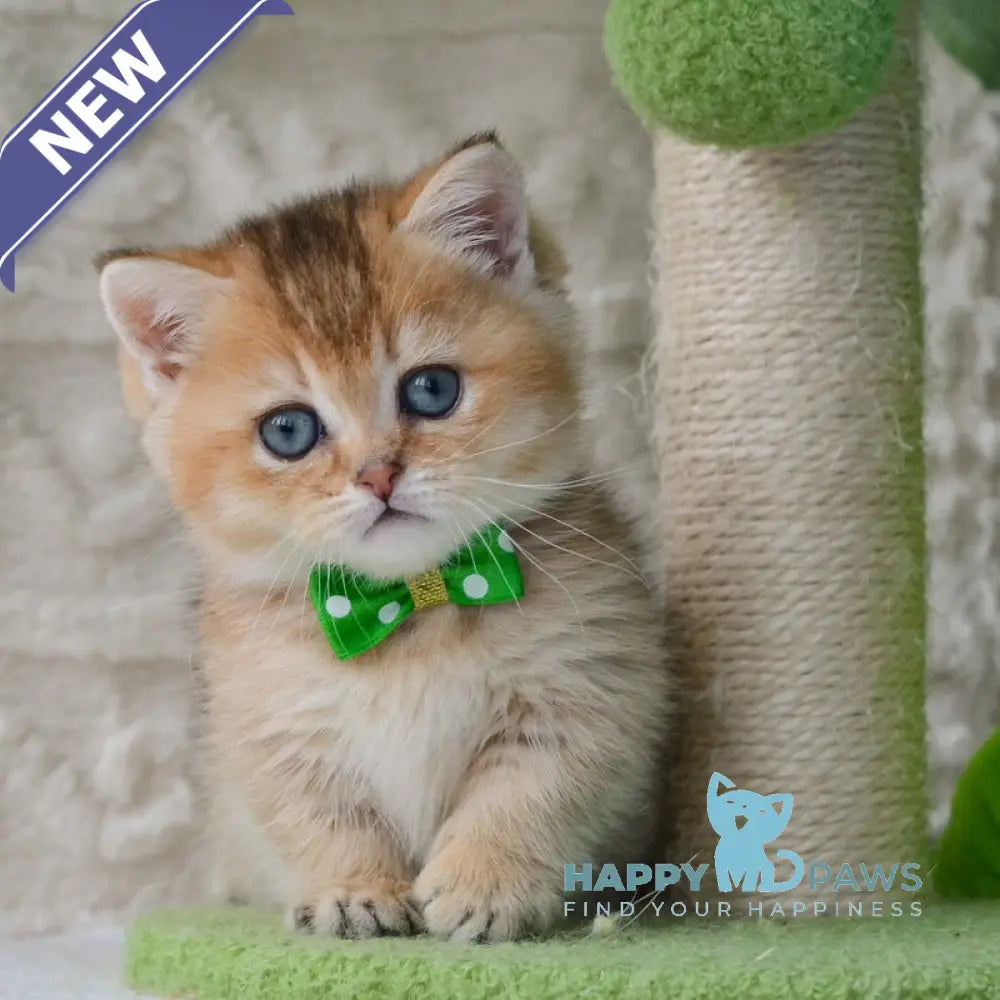 Evan Munchkin male black golden ticked tabby - live animals