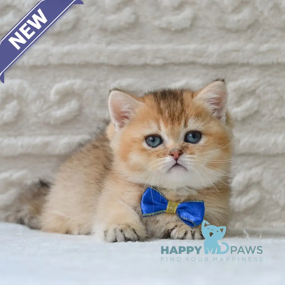 Evan Munchkin male black golden ticked tabby - live animals