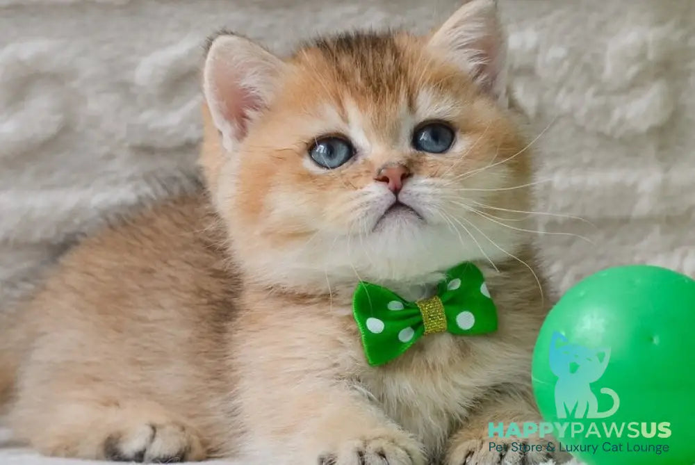 Evan Munchkin male black golden ticked tabby - live animals