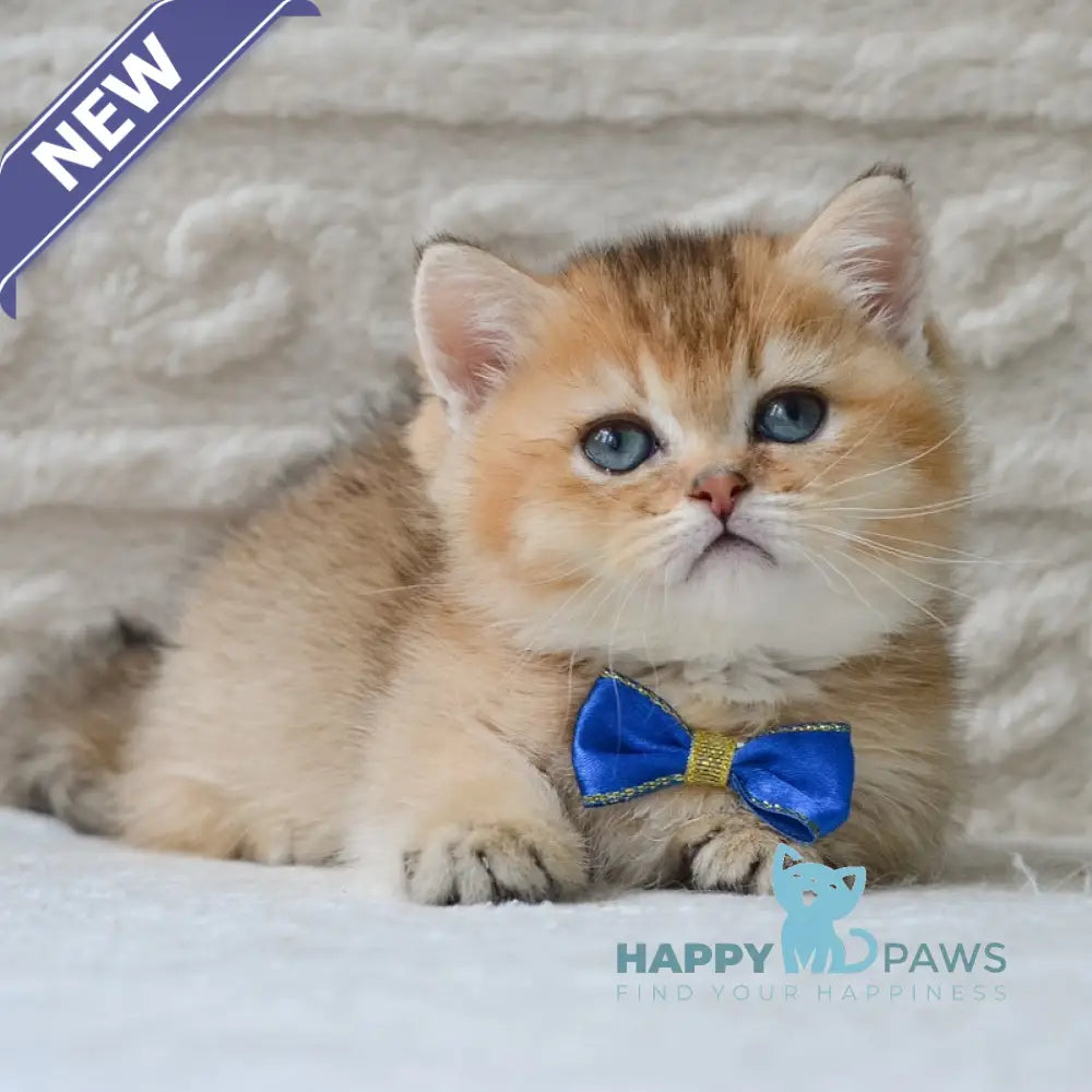 Evan Munchkin male black golden ticked tabby - live animals