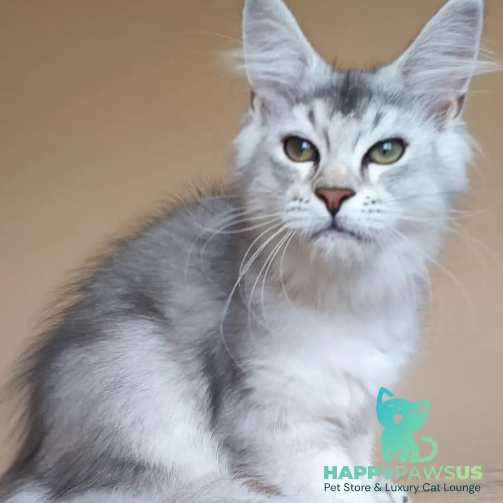 Evana Maine Coon female black silver ticked tabby - live animals