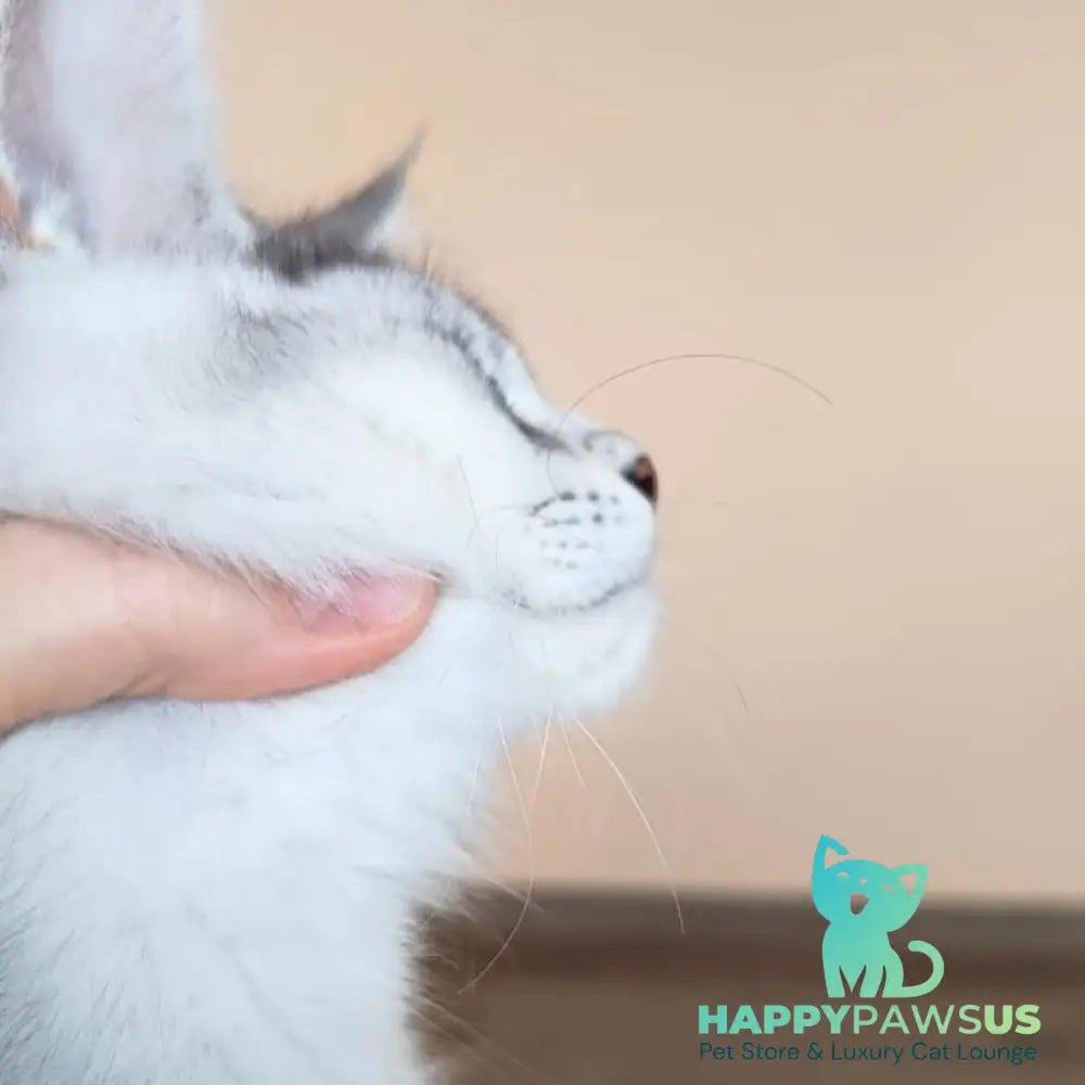 Evana Maine Coon female black silver ticked tabby - live animals