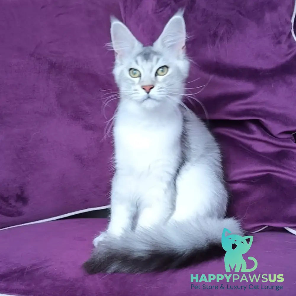 Evana Maine Coon female black silver ticked tabby - live animals