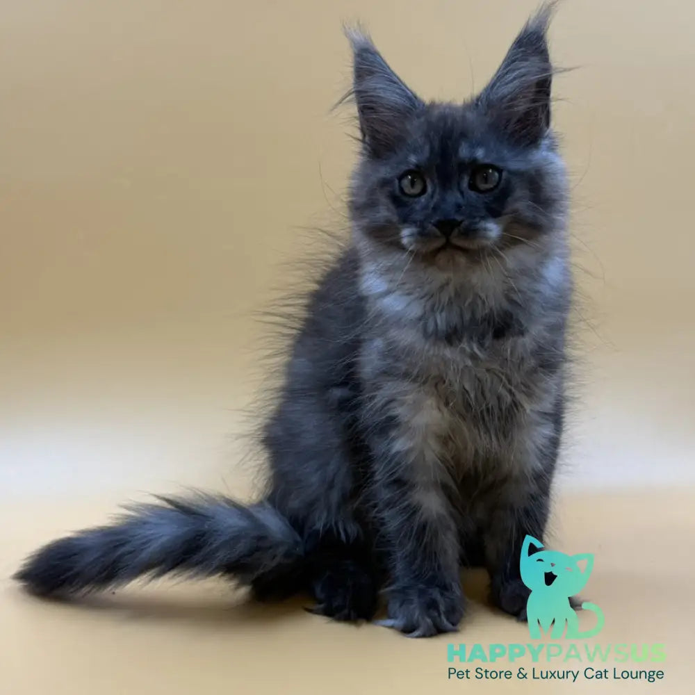 Evancy Maine Coon female black silver - live animals