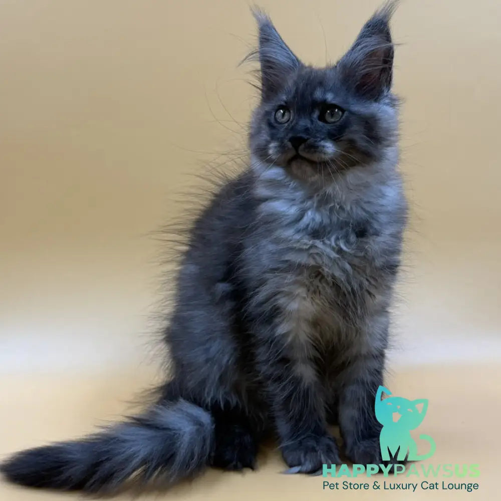 Evancy Maine Coon female black silver - live animals