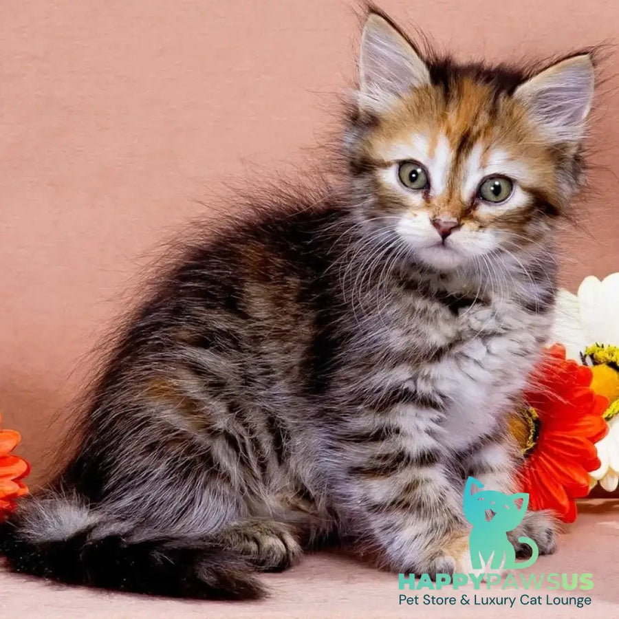 Evangelina Siberian female black tortie spotted tabby - live animals