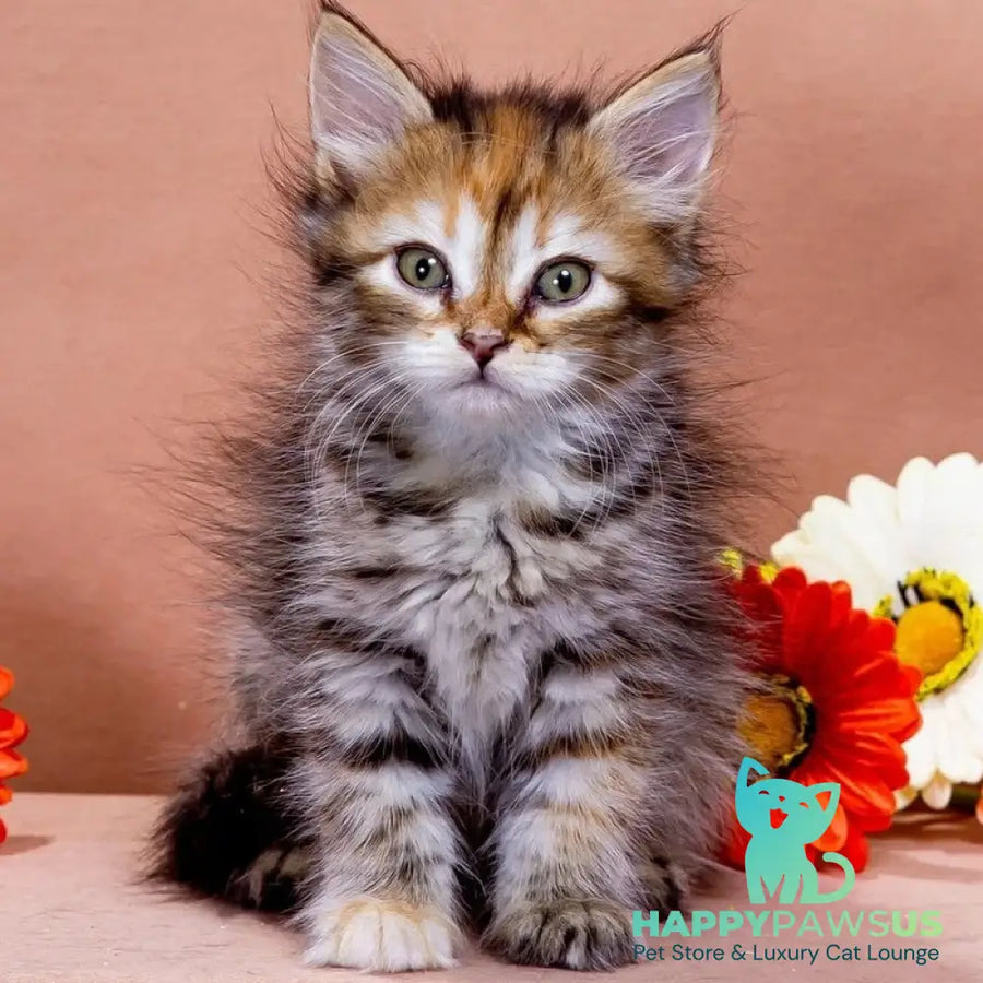 Evangelina Siberian female black tortie spotted tabby - live animals
