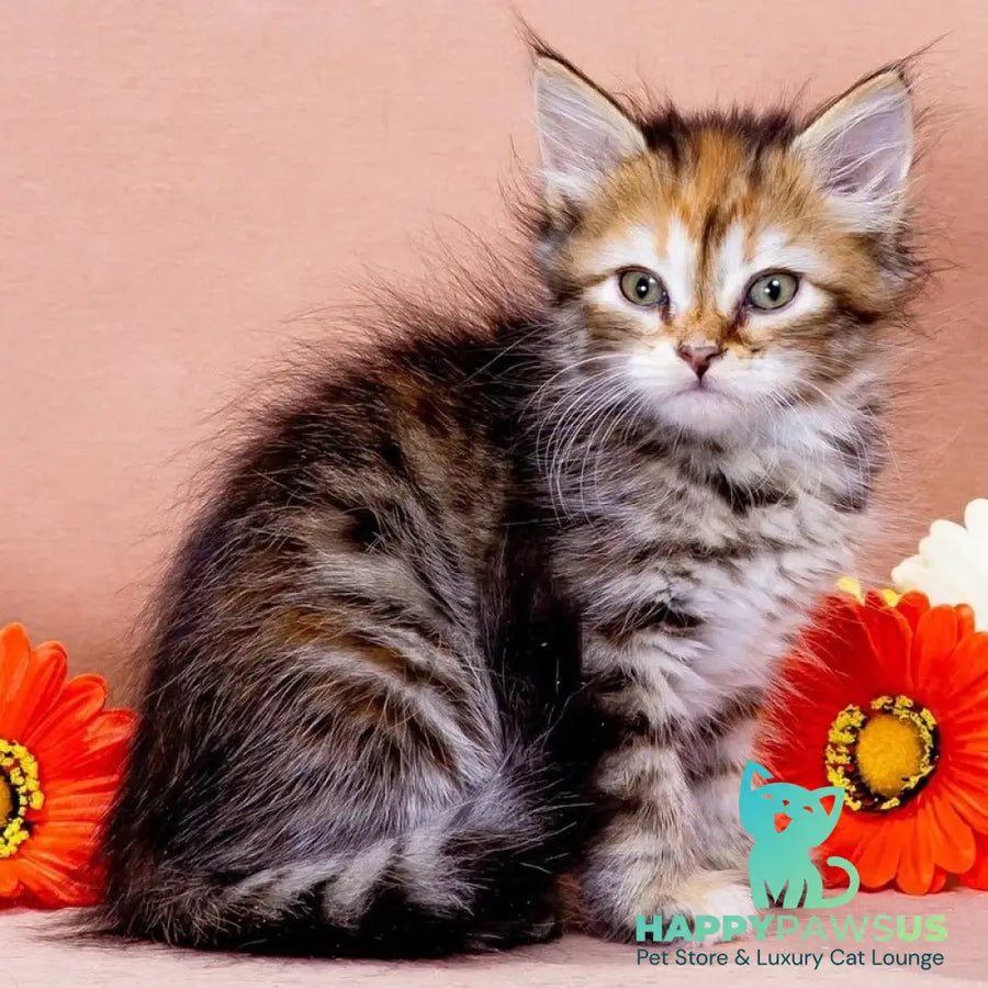 Evangelina Siberian female black tortie spotted tabby - live animals