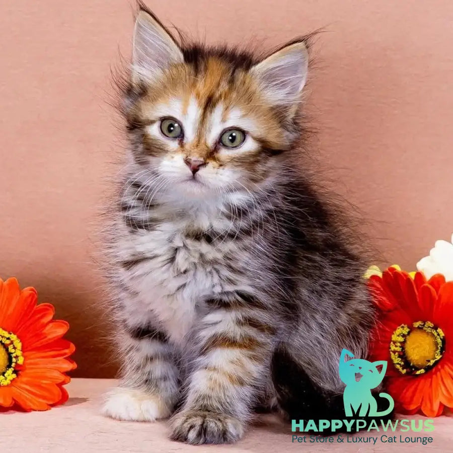 Evangelina Siberian female black tortie spotted tabby - live animals
