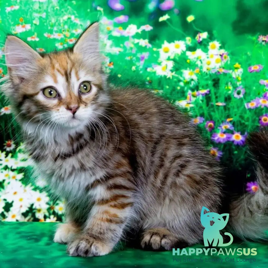 Evangelina Siberian female black tortie spotted tabby - live animals