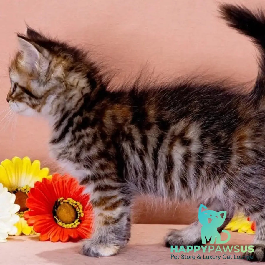 Evangelina Siberian female black tortie spotted tabby - live animals