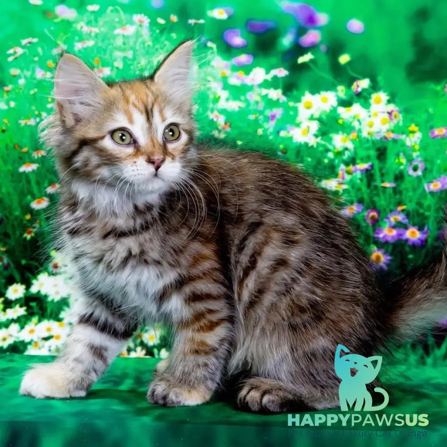 Evangelina Siberian female black tortie spotted tabby - live animals